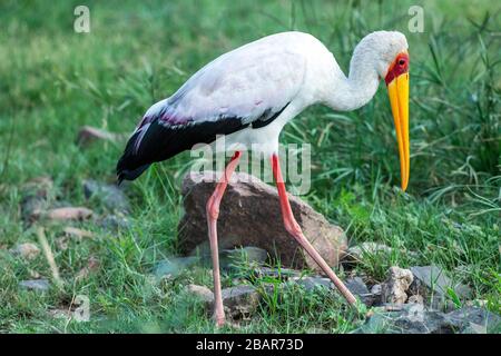 Cicogna gialla che si alimenta nel Parco Nazionale Kruger, Sud Africa Foto Stock