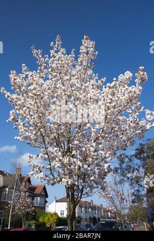 A white Sakura cherry blossom tree in the suburbs of London, UK Foto Stock