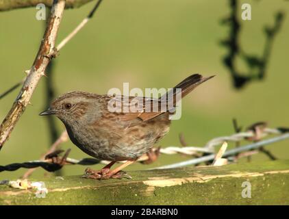 Singolo dunnock, prunella modularis, in piedi su una recinzione in legno in una zona di luce del sole in una zona boschiva di un giardino nel mese di marzo. Foto Stock