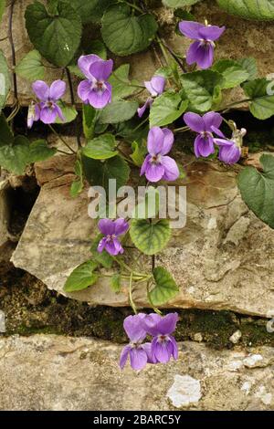 fiori e foglie di legno viola pianta Foto Stock