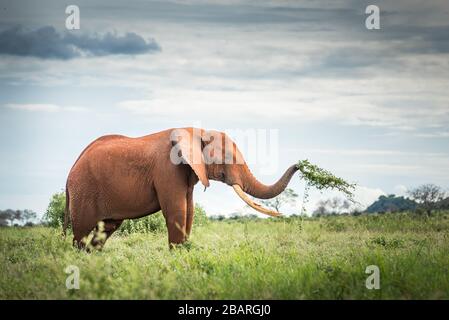 Elefanti rossi africani nella savana, viaggio Africa Kenya safari in Tanzania, famiglia elefante nella natura selvaggia in Uganda Tsavo Est, Amboseli, Masai