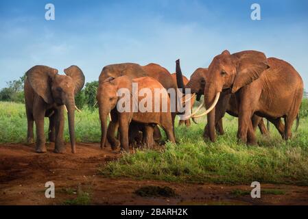 Elefanti rossi africani nella savana, viaggio Africa Kenya safari in Tanzania, famiglia elefante nella natura selvaggia in Uganda Tsavo Est, Amboseli, Masai