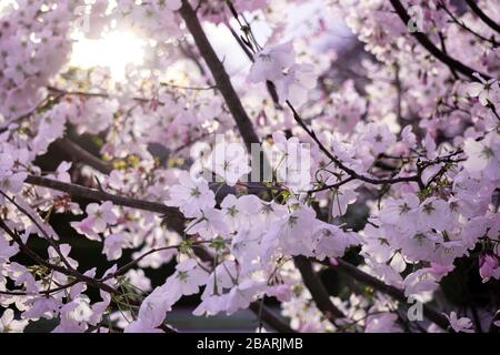 Recentemente fiorì albero di ciliegio in luce naturale del sole durante la primavera del Nord America. Foto Stock