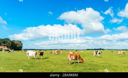 Mucche olandesi nel prato durante la primavera nei Paesi Bassi a Noordoostpolder Flevoland, mucche bianche e nere nell'erba Foto Stock