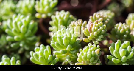 Sfondo verde con piccole succulenti sedum in giardino. Sfondo della natura, concetto botanico Foto Stock