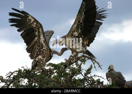 Avvoltoi bianchi (Gyps africanus) interagenti, Masai-Mara Game Reserve, Kenya Foto Stock