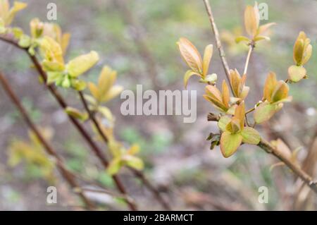 Miele commestibile foglie fresche in primavera Foto Stock