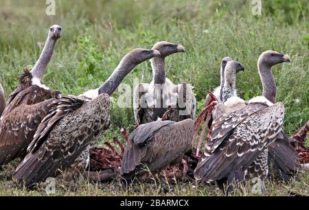 Avvoltoi bianchi (Gyps africanus) interagenti, Masai-Mara Game Reserve, Kenya Foto Stock