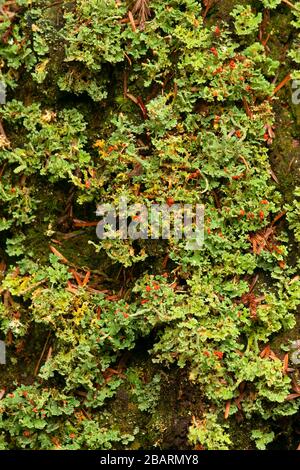 Soldato britannico lichen (Cladonia cristatella) lungo Hatton Loop Trail, Jedediah Smith Redwoods state Park, Redwood National Park, California Foto Stock