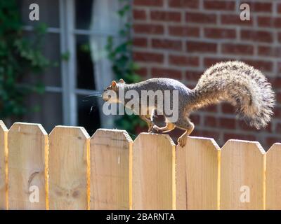 Scoiattolo che corre attraverso la cima di una recinzione di legno con una casa di mattoni rossi, finestra e edera sullo sfondo. Fauna, animale, natura. Foto Stock