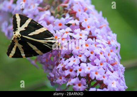 Jersey Tiger farfalla su un fush farfalla durante l'estate Foto Stock