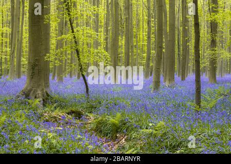 Fiori Bluebell fioriscono nella foresta durante la primavera (Hallerbos, Belgio) Foto Stock