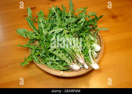 Il dente di leone verde raccolto fresco (Taraxacum officinale) lascia in un cestino di vimini. Foto Stock
