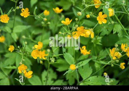 Ranunculus lanuginosus, Woolly buttercup fiori in fiore, famiglia: Ranunculaceae Foto Stock