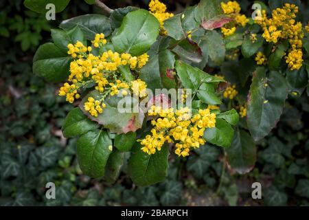 Berberis aquifolium pursh uva da fieno Oregon (Barberry) fiori gialli fioritura, famiglia: Berberidaceae Foto Stock