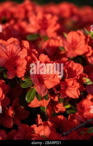 Rhododendron Geisha fiori d'arancio, evergreen giapponese azalee, FAMIGLIA: ERICACEAE Foto Stock