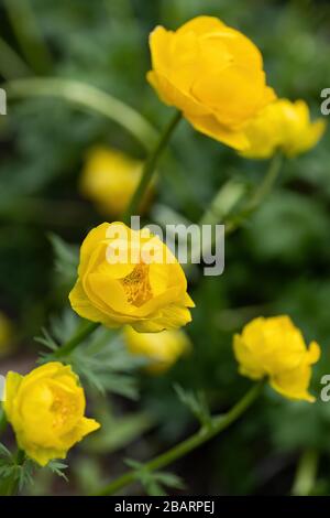 Trollius europaeus Globeflower europea O Globo, fiore pianta perenne, famiglia: Ranunculaceae Foto Stock