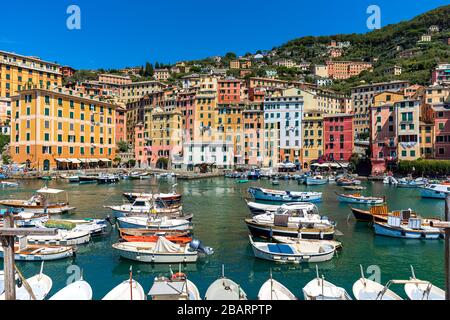 Barche in piccolo porto come case colorate sullo sfondo nella piccola città di Camogli, Italia. Foto Stock