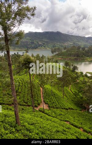 Vista su un serbatoio vicino Dalhousie nella regione collinare dello Sri Lanka Foto Stock