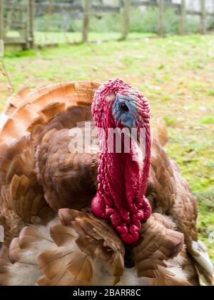 Red Bourbon Turkey, Meleagris galopalo, Regno Unito Foto Stock