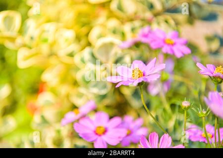 COSMOS fiore nel giardino di fiori del cortile Foto Stock