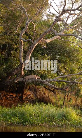 Una Jaguar (Panthera onca) poggiata su un albero sopra l'acqua nel Pantanal del Brasile Foto Stock