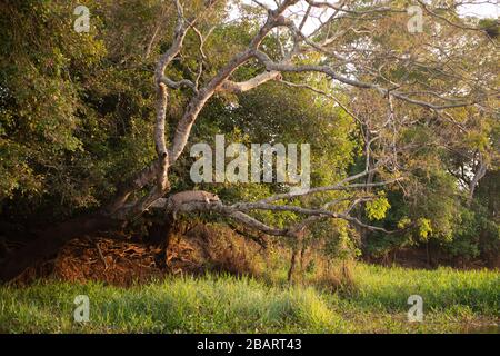 Una Jaguar (Panthera onca) poggiata su un albero sopra l'acqua nel Pantanal del Brasile Foto Stock