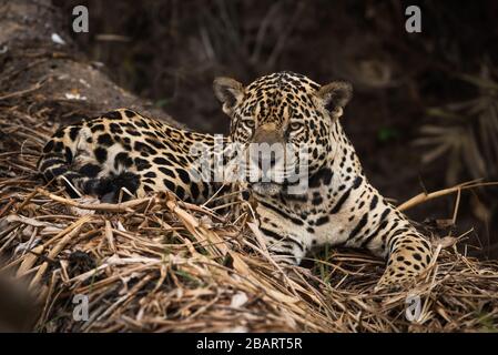 Una Jaguar selvaggia (Panthera onca) dal Pantanal del Brasile Foto Stock