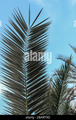 Palm lascia vicino al cielo blu Foto Stock