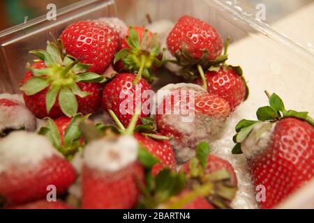 Primo piano fragole che si decomporsi Foto Stock