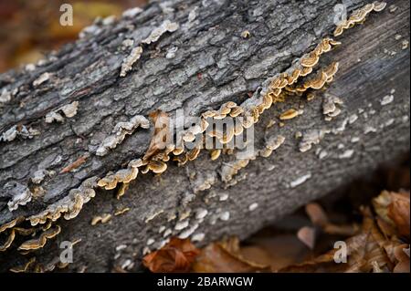 La natura cresce sugli alberi nei boschi. Foto Stock