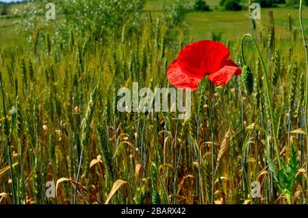 Fiore di papavero rosso in campo di grano verde con collina verde sullo sfondo durante l'estate in campagna in Transilvania. Foto Stock