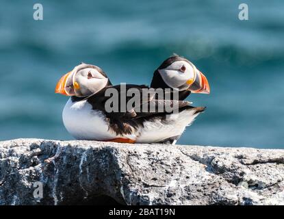 Puffins Vigur Island, Islanda Foto Stock