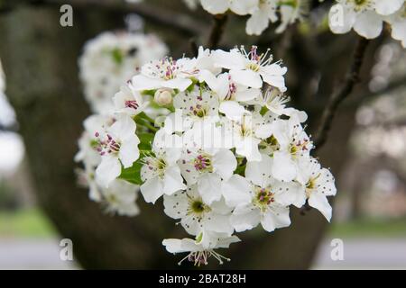 primo piano di fiori di ciliegio Foto Stock