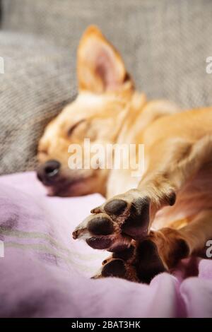 Zampe closeup di un cane carino dormire su un divano. Concetti di anatomia animale, cani e animali Foto Stock