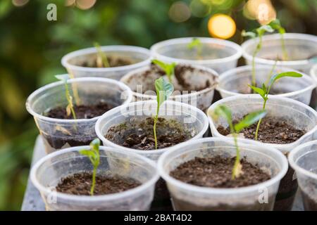 Giovani piante di pepe con alcune foglie verdi che crescono in coppe di plastica, piccoli contenitori per piantare riempiti di terreno scuro mescolato con concime Foto Stock