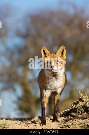 Primo piano di una giovane volpe rossa (Vulpes vulpes) in habitat naturale. Foto Stock