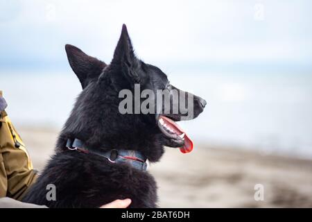 Pastore Nero Tedesco sulla sabbia del Mar Nero Foto Stock