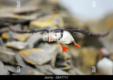 Primo piano di un puffin Atlantico (Fratercula arctica) in volo, isola Noss, Isole Shetland. Foto Stock