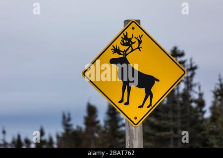Cartello di attenzione Caribou lungo l'autostrada sull'isola di Fogo a Terranova, Canada Foto Stock