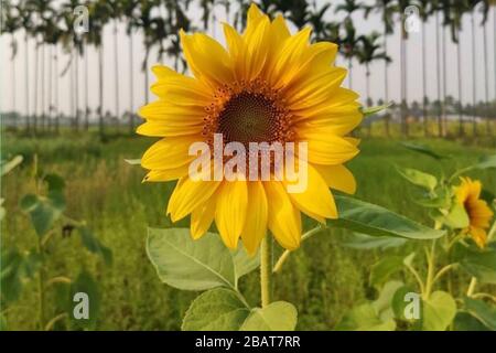 Girasole giallo nel campo più grande Foto Stock