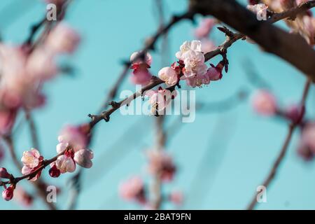 Primo piano del processo di impollinazione dei fiori di pesca beati in fiore eseguito da api e api bumble. Sfondo fuori fuoco a causa di poco profondo de Foto Stock