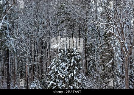 inverno nella foresta profonda Foto Stock