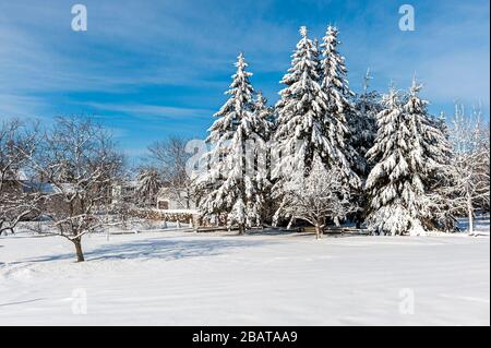 Coperta di neve alberi sempreverdi Foto Stock