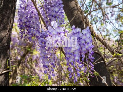 Closeup di fiori wisteria viola in fiore in primavera. Foto Stock