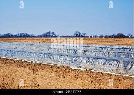 Vedete un campo di asparagi in Germania. Le file con gli impianti sono già parzialmente coperte da teloni. Foto Stock