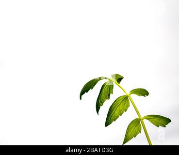 lovage pianta isolata su sfondo bianco Foto Stock