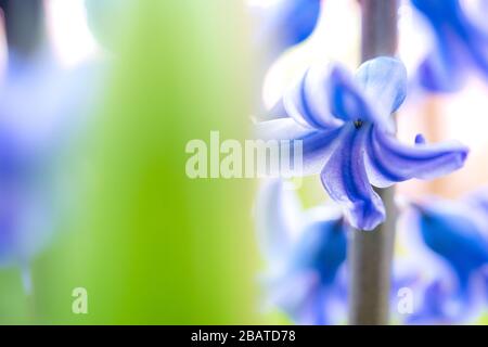 Splendidi dettagli sognanti dell'giacinto comune è anche chiamato giacca blu durante la stagione primaverile in Olanda Foto Stock
