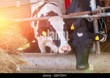 Due mucche nella fattoria. Le mucche mangiano fieno Foto Stock