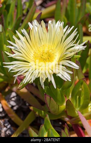 Hottentot fico o pianta di ghiaccio, Carpobrotus edulis, specie invasive sulla Ponta de Sagres, Sagres Point, Algarve, Portogallo Foto Stock